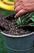 TOP DRESSING A POT WITH GRAVEL,  SNAIL PREVENTION