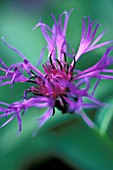 CENTAUREA MONTANA, CLOSE UP OF FLOWER