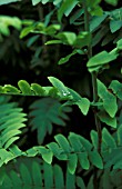 OSMUNDA REGALIS LEAVES WITH WATER DROPS