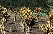 STOOLED WILLOW PLANTS,  SALIX