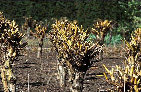 STOOLED_WILLOW_PLANTS__SALIX