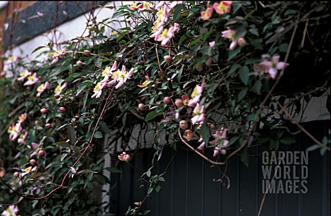 CLEMATIS_MONTANA_ELIZABETH__GROWING_OVER_GARAGE