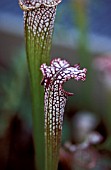 SARRACENIA,  PITCHER PLANTS