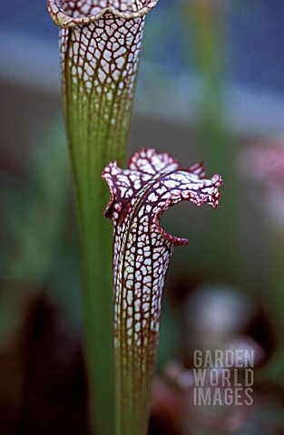 SARRACENIA__PITCHER_PLANTS