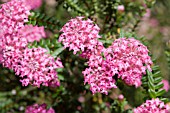 NATIVE WESTERN AUSTRALIAN PIMELEA FERRUGINEA