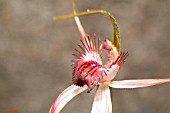 CALADENIA GENERA ORCHID