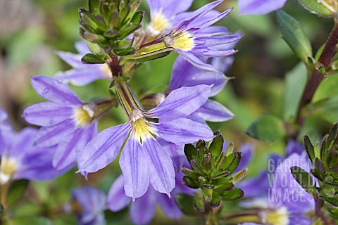 SCAEVOLA_AEMULA