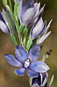 THELYMITRA MACROPHYLLA