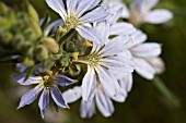 SCAEVOLA THESIOIDES