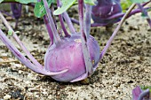 KOHL RABI READY TO HARVEST