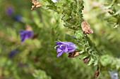 SINGLE FLOWER OF THE CRITICALLY ENDANGERED EREMOPHILA PINNATIFIDA