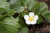 WHITE STRAWBERRY FLOWER