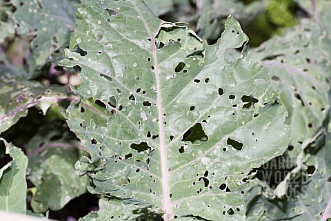 SERIOUS_INSECT_DAMAGE_ON_KOHL_RABI