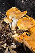 ARMILLARIA SPECIES FUNGI IN THE AUSTRALIAN BUSH. COMMONLY KNOWN AS HONEY FUNGI