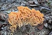 RAMARIA SPECIES FUNGI GROWING IN THE AUSTRALIAN BUSH. COMMONLY KNOWN AS CORAL FUNGI