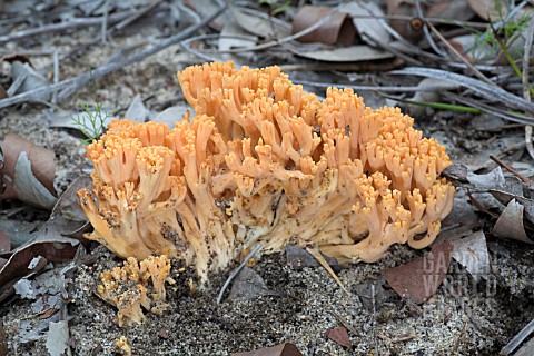 RAMARIA_SPECIES_FUNGI_GROWING_IN_THE_AUSTRALIAN_BUSH_COMMONLY_KNOWN_AS_CORAL_FUNGI