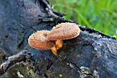 ENDEMIC WESTERN AUSTRALIAN PANUS FASCIATUS FUNGI. KNOWN LOCALLY AS THE HAIRY PANUS