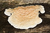 CORTICIOID FUNGI GROWING ON A LOG IN THE AUSTRALIAN BUSH. SOMETIMES REFERRED TO AS SKIN OR PAINT FUNGI