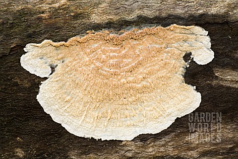 CORTICIOID_FUNGI_GROWING_ON_A_LOG_IN_THE_AUSTRALIAN_BUSH_SOMETIMES_REFERRED_TO_AS_SKIN_OR_PAINT_FUNG
