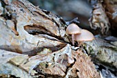 ENDEMIC WESTERN AUSTRALIAN MYCENA CLARKEANA FUNGI GROWING ON MELALEUCA OR PAPER BARK TREE TRUNK