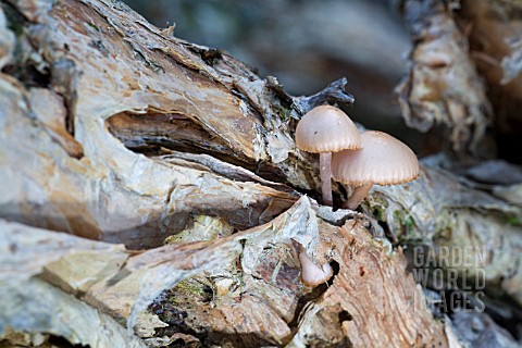 ENDEMIC_WESTERN_AUSTRALIAN_MYCENA_CLARKEANA_FUNGI_GROWING_ON_MELALEUCA_OR_PAPER_BARK_TREE_TRUNK