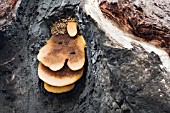 BEE HIVE IN A BURNT OUT EUCALYPTUS TREE TRUNK IN THE AUSTRALIAN BUSH