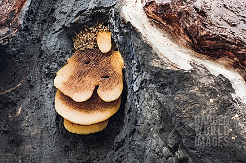 BEE_HIVE_IN_A_BURNT_OUT_EUCALYPTUS_TREE_TRUNK_IN_THE_AUSTRALIAN_BUSH