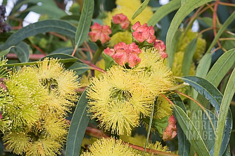 EUCALYPTUS_ERYTHROCORYS_TREE