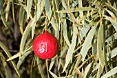 AUSTRALIAS MOST FAMOUS BUSH TUCKER FRUIT, THE QUANDONG (SANTALUM ACUMINATUM)