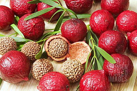 AUSTRALIAN_QUANDONG_BERRIES_FRUIT_OF_THE_SANTALUM_ACUMINATUM_TREE__SPLIT_OPEN_TO_REVEAL_THE_LARGE_NU