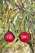 BERRIES OF THE ENDEMIC AUSTRALIAN SANTALUM ACUMINATUM TREE. KNOWN AS QUANDONGS