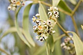 NATIVE AUSTRALIAN QUONDONG FLOWERS OF THE SANTALUM ACUMINATUM TREE
