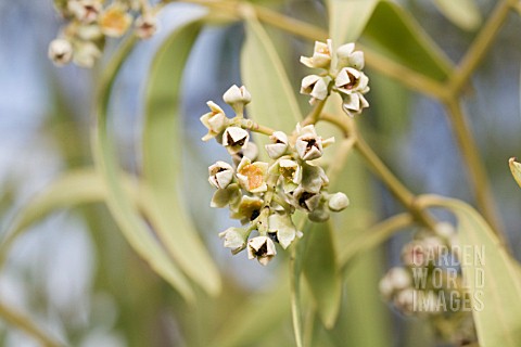 NATIVE_AUSTRALIAN_QUONDONG_FLOWERS_OF_THE_SANTALUM_ACUMINATUM_TREE