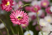 BEE ON AN ENDEMIC WESTERN AUSTRALIAN RHODANTHE GENERA DAISY