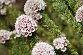 NATIVE WESTERN AUSTRALIAN VERTICORDIA PLUMOSA FLOWERHEADS