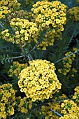 ENDEMIC WESTERN AUSTRALIAN VERTICORDIA COOLOOMIA