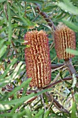 BANKSIA BROWNII SHRUB