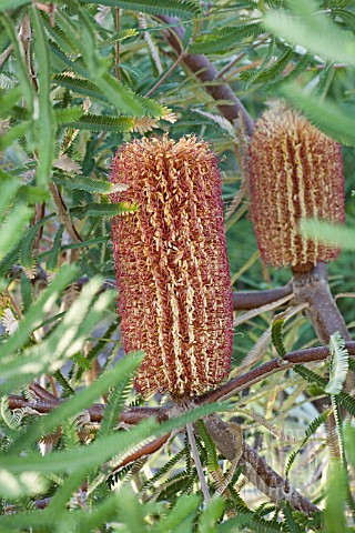 BANKSIA_BROWNII_SHRUB