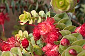 ENDEMIC WESTERN AUSTRALIAN VERTICORDIA GRANDIS