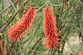 ENDEMIC WESTERN AUSTRALIAN HAKEA BUCCULENTA