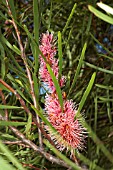 ENDEMIC WESTERN AUSTRALIAN HAKEA MULTILINEARA