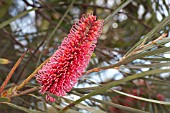 NATIVE WESTERN AUSTRALIAN HAKEA BUCCULENTA