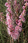 ENDEMIC WESTERN AUSTRALIAN HAKEA SUBSULCATA