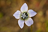 WAHLENBERGIA CAPENSIS