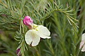 ENDEMIC WESTERN AUSTRALIAN LECHENAULTIA LINARIOIDES