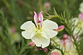 INDUSIUM ON THE STYLE OF AN ENDEMIC WESTERN AUSTRALIAN LECHENAULTIA LINARIOIDES