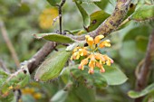 GREVILLEA PIMELEOIDES