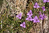 NATIVE WESTERN AUSTRALIAN THYSANOTUS PATERSONII