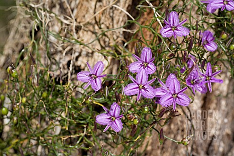 NATIVE_WESTERN_AUSTRALIAN_THYSANOTUS_PATERSONII