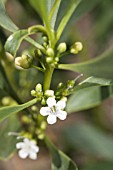 NATIVE WESTERN AUSTRALIAN COASTAL MYOPORUM INSULARE